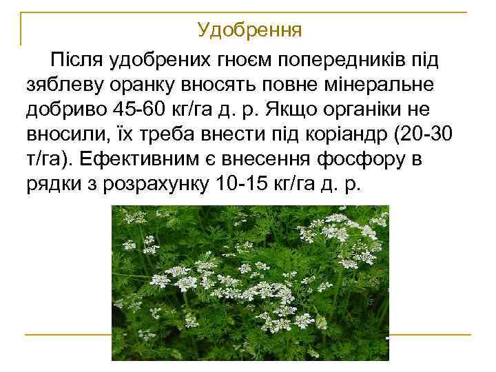 Удобрення Після удобрених гноєм попередників під зяблеву оранку вносять повне мінеральне добриво 45 -60