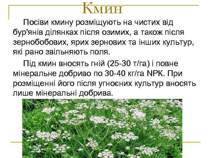 Кмин Посіви кмину розміщують на чистих від бур'янів ділянках після озимих, а також після