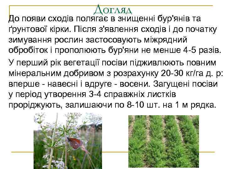 Догляд До появи сходів полягає в знищенні бур'янів та ґрунтової кірки. Після з'явлення сходів