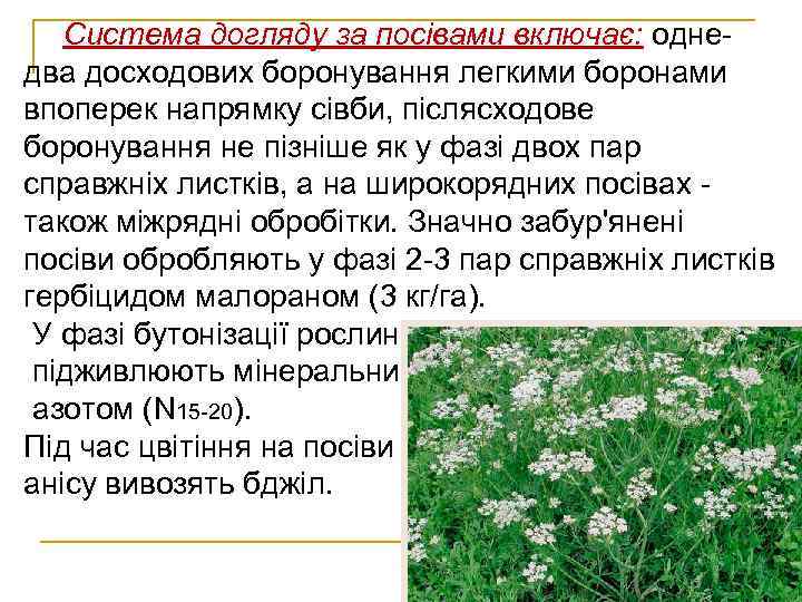 Система догляду за посівами включає: однедва досходових боронування легкими боронами впоперек напрямку сівби, післясходове