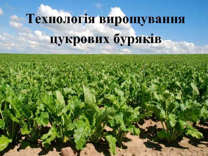 Технологія вирощування цукрових буряків 