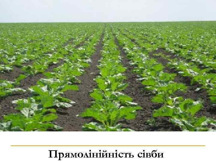 Прямолінійність сівби 