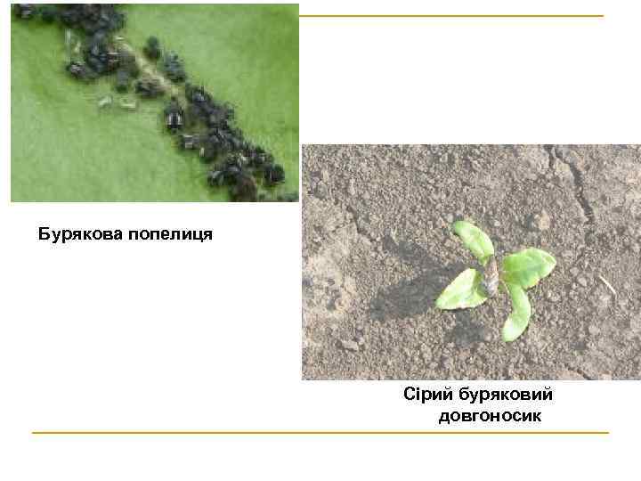 Бурякова попелиця Сірий буряковий довгоносик 