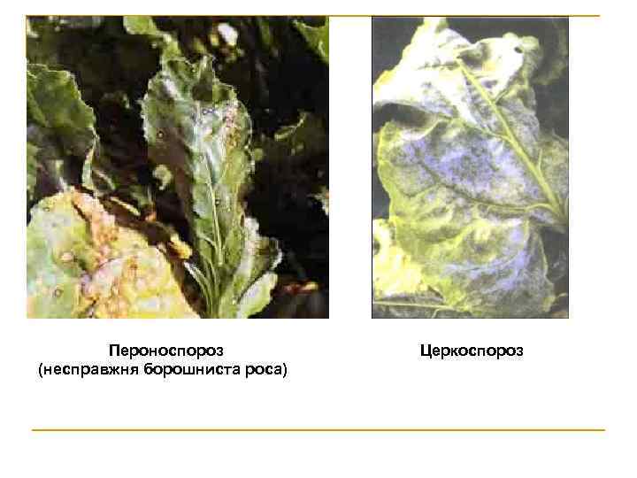  Пероноспороз (несправжня борошниста роса) Церкоспороз 