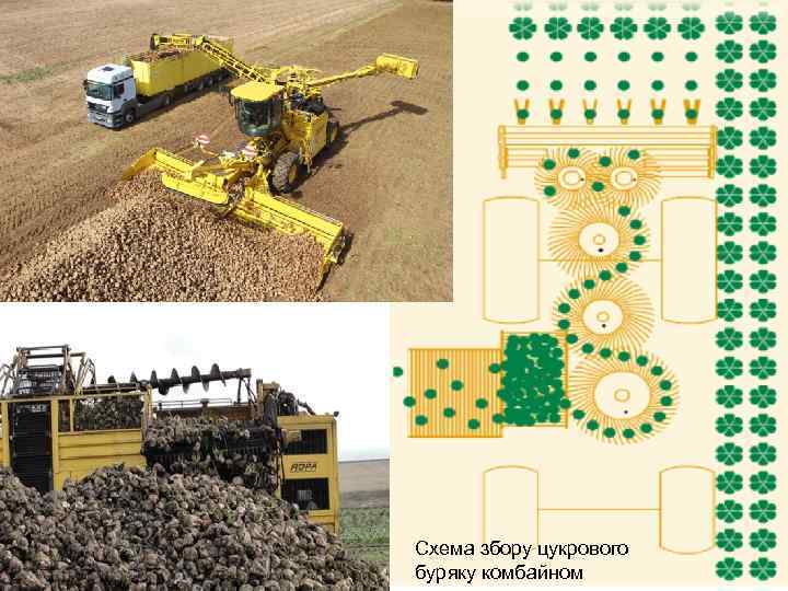 Cхема збору цукрового буряку комбайном 