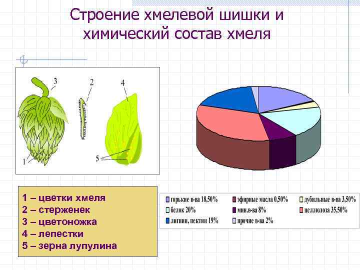 Строение хмелевой шишки и химический состав хмеля 1 – цветки хмеля 2 – стерженек