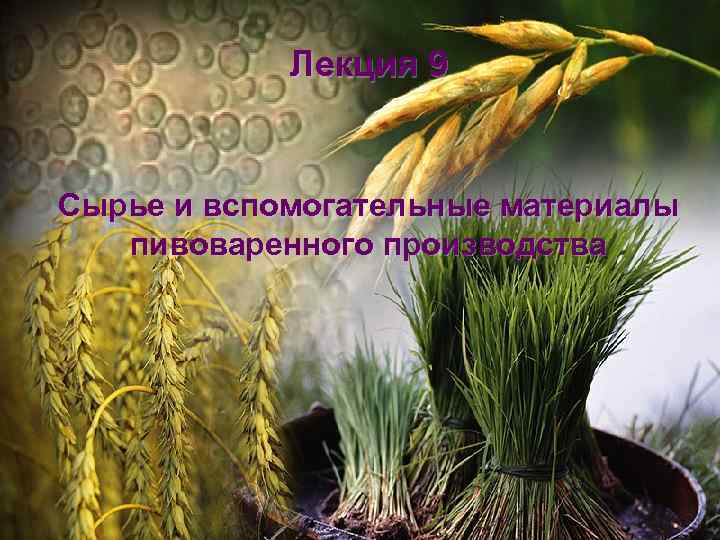 Лекция 9 Сырье и вспомогательные материалы пивоваренного производства 