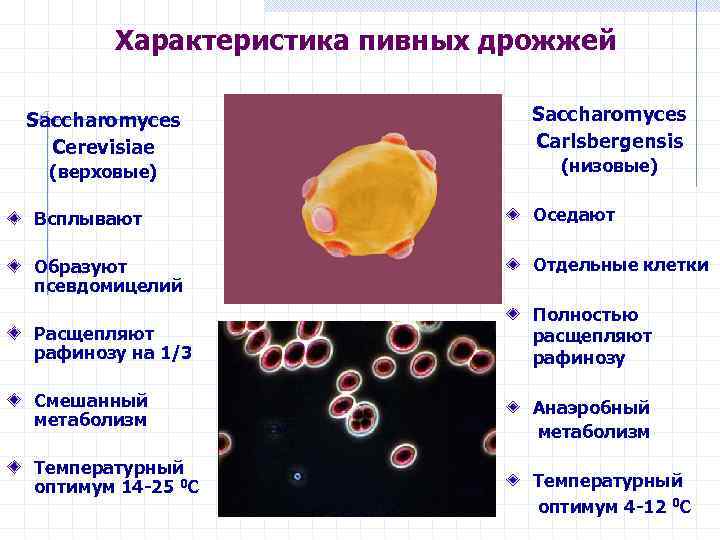 Характеристика пивных дрожжей Saccharomyces Cerevisiae (верховые) Saccharomyces Carlsbergensis (низовые) Всплывают Оседают Образуют псевдомицелий Отдельные