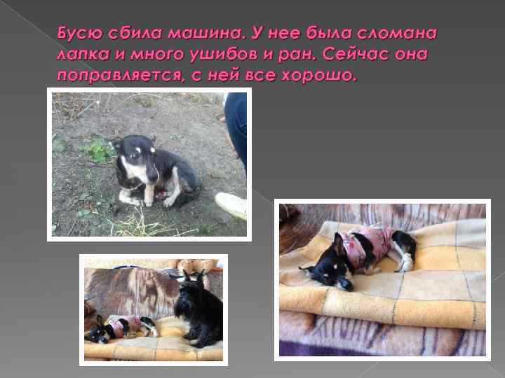 Бусю сбила машина. У нее была сломана лапка и много ушибов и ран. Сейчас