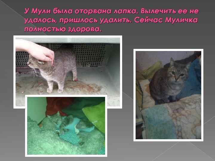 У Мули была оторвана лапка. Вылечить ее не удалось, пришлось удалить. Сейчас Муличка полностью