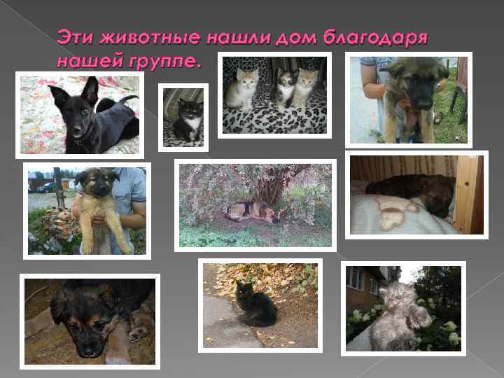 Эти животные нашли дом благодаря нашей группе. 