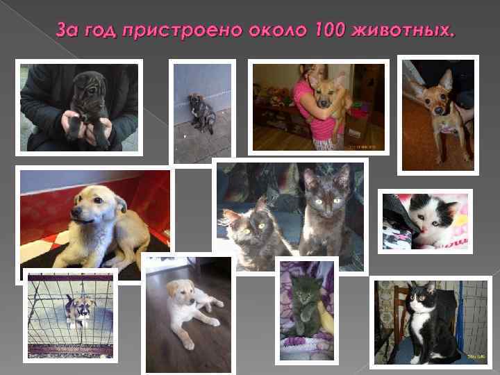 За год пристроено около 100 животных. 
