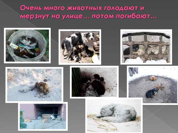 Очень много животных голодают и мерзнут на улице… потом погибают… 