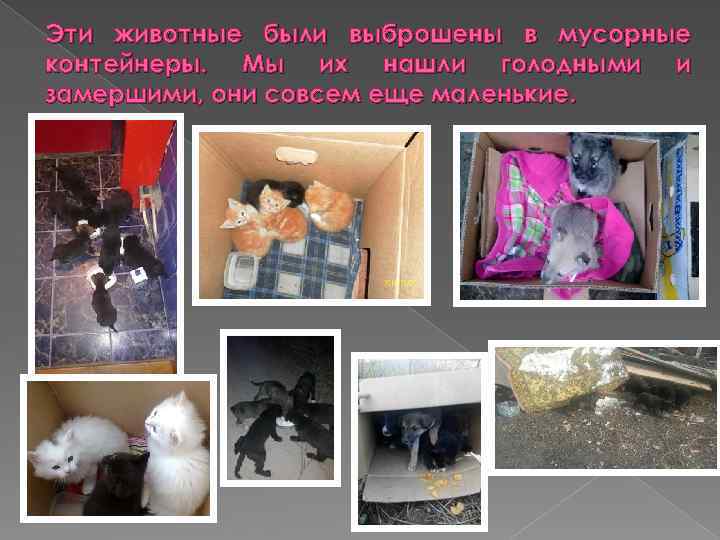 Эти животные были выброшены в мусорные контейнеры. Мы их нашли голодными и замершими, они