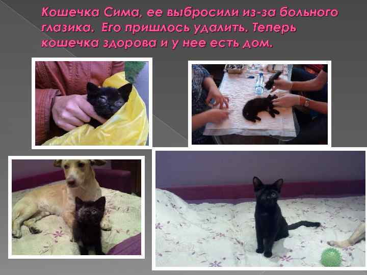 Кошечка Сима, ее выбросили из-за больного глазика. Его пришлось удалить. Теперь кошечка здорова и