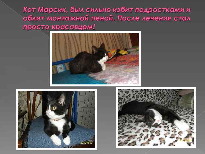 Кот Марсик, был сильно избит подростками и облит монтажной пеной. После лечения стал просто