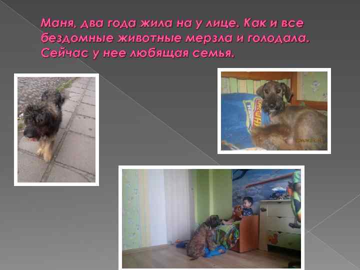 Маня, два года жила на у лице. Как и все бездомные животные мерзла и