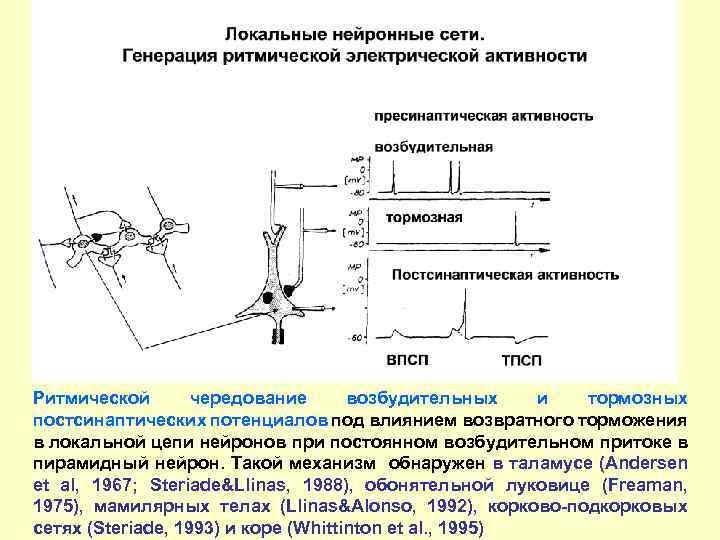 Ритмической чередование возбудительных и тормозных постсинаптических потенциалов под влиянием возвратного торможения в локальной цепи