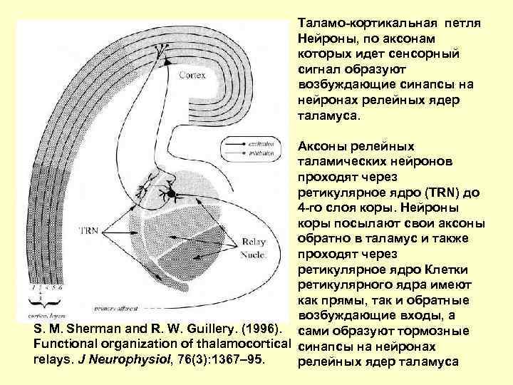 Таламо-кортикальная петля Нейроны, по аксонам которых идет сенсорный сигнал образуют возбуждающие синапсы на нейронах