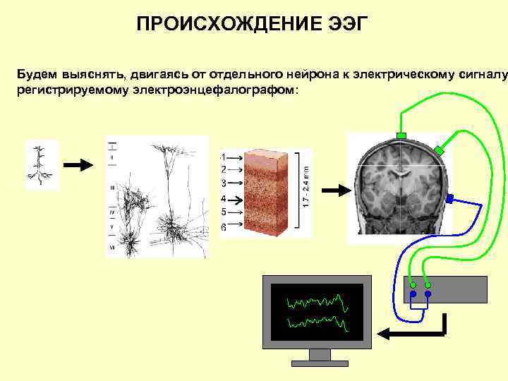 ПРОИСХОЖДЕНИЕ ЭЭГ Будем выяснять, двигаясь от отдельного нейрона к электрическому сигналу регистрируемому электроэнцефалографом: 