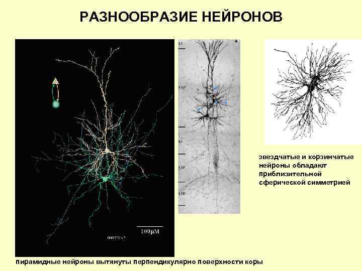 Включает несколько слоев нейронов. Корзинчатые и звездчатые Нейроны. Шипиковые звездчатые Нейроны. Пирамидные и звездчатые Нейроны. Нейроны коры.