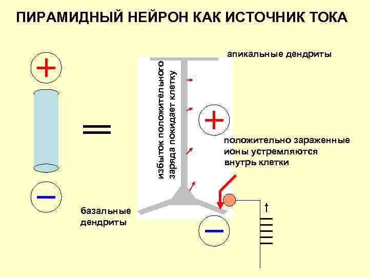 ПИРАМИДНЫЙ НЕЙРОН КАК ИСТОЧНИК ТОКА избыток положительного заряда покидает клетку апикальные дендриты базальные дендриты