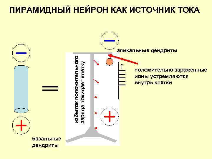 ПИРАМИДНЫЙ НЕЙРОН КАК ИСТОЧНИК ТОКА избыток положительного заряда покидает клетку апикальные дендриты базальные дендриты