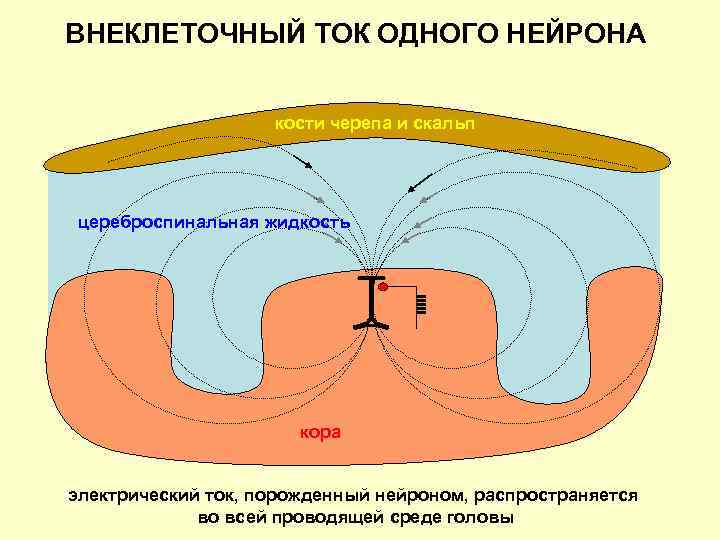 ВНЕКЛЕТОЧНЫЙ ТОК ОДНОГО НЕЙРОНА кости черепа и скальп цереброспинальная жидкость кора электрический ток, порожденный