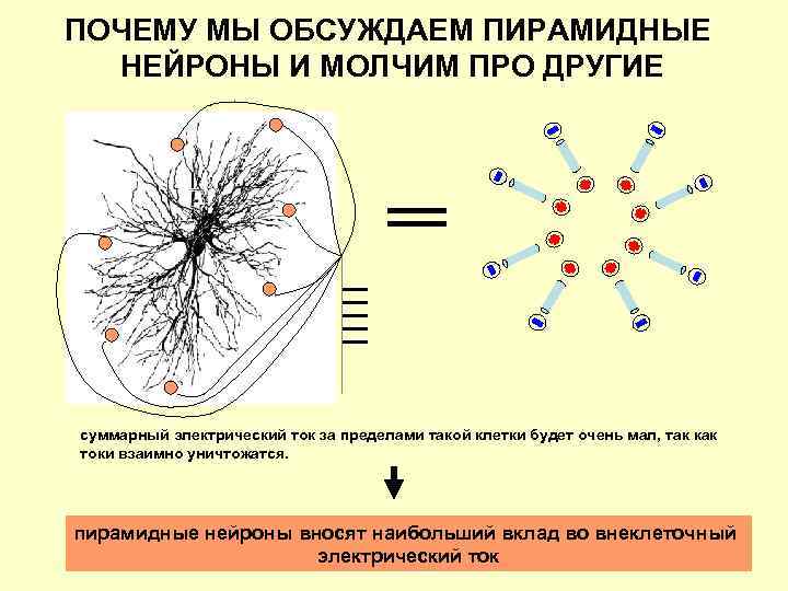 ПОЧЕМУ МЫ ОБСУЖДАЕМ ПИРАМИДНЫЕ НЕЙРОНЫ И МОЛЧИМ ПРО ДРУГИЕ суммарный электрический ток за пределами