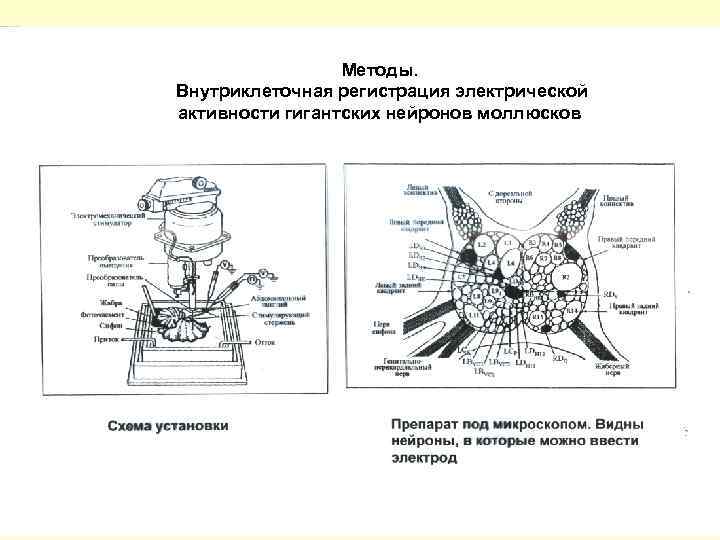 Какой цифрой на рисунке обозначена структура осуществляющая внутриклеточное пищеварение