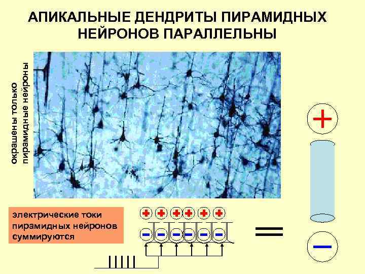 окрашены только пирамидные нейроны АПИКАЛЬНЫЕ ДЕНДРИТЫ ПИРАМИДНЫХ НЕЙРОНОВ ПАРАЛЛЕЛЬНЫ электрические токи пирамидных нейронов суммируются