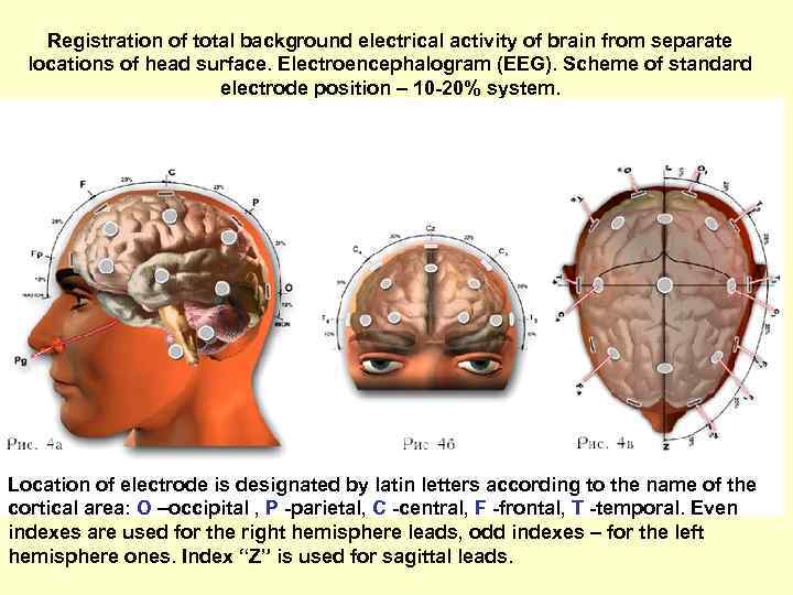 Registration of total background electrical activity of brain from separate locations of head surface.