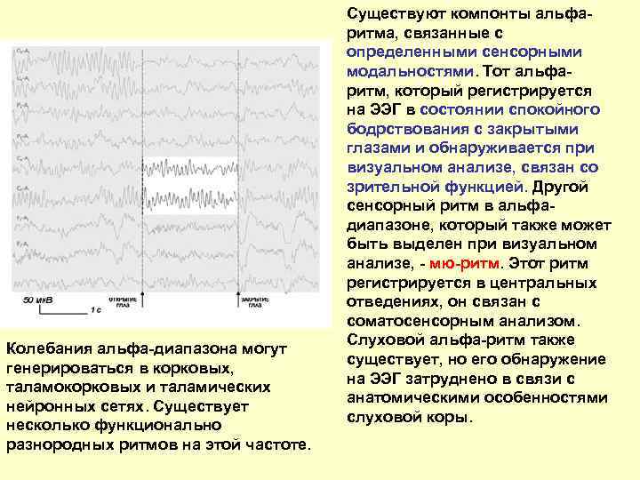 Колебания альфа-диапазона могут генерироваться в корковых, таламокорковых и таламических нейронных сетях. Существует несколько функционально