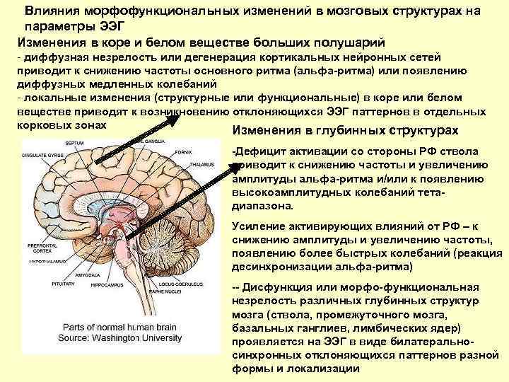 Влияния морфофункциональных изменений в мозговых структурах на параметры ЭЭГ Изменения в коре и белом