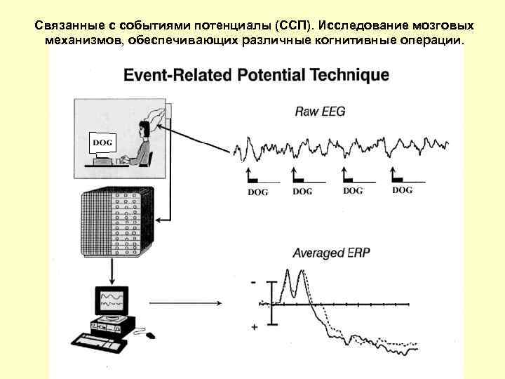 Связанные с событиями потенциалы (ССП). Исследование мозговых механизмов, обеспечивающих различные когнитивные операции. 