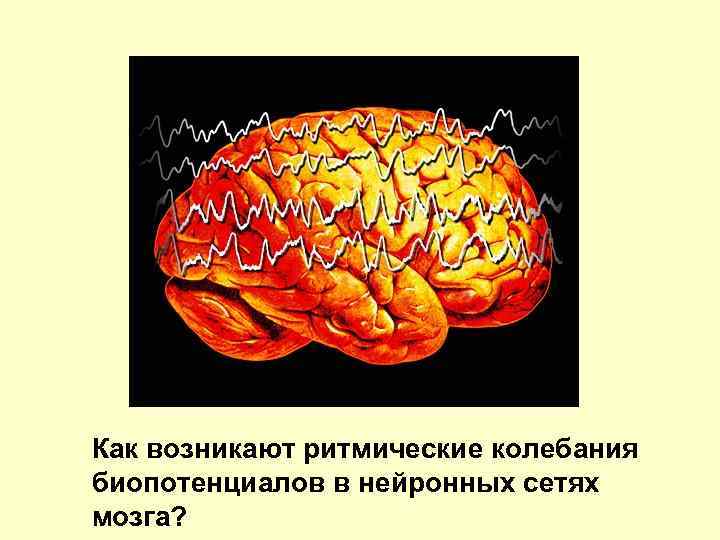 Как возникают ритмические колебания биопотенциалов в нейронных сетях мозга? 