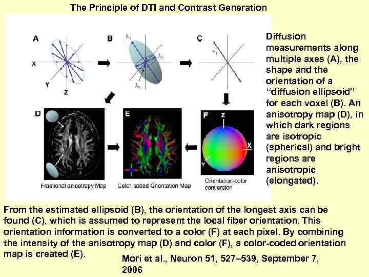 The Principle of DTI and Contrast Generation Diffusion measurements along multiple axes (A), the