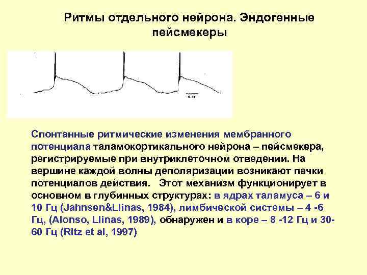 Ритмы отдельного нейрона. Эндогенные пейсмекеры Спонтанные ритмические изменения мембранного потенциала таламокортикального нейрона – пейсмекера,