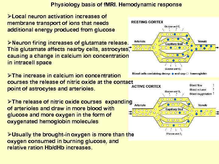 Physiology basis of f. MRI. Hemodynamic response ØLocal neuron activation increases of membrane transport