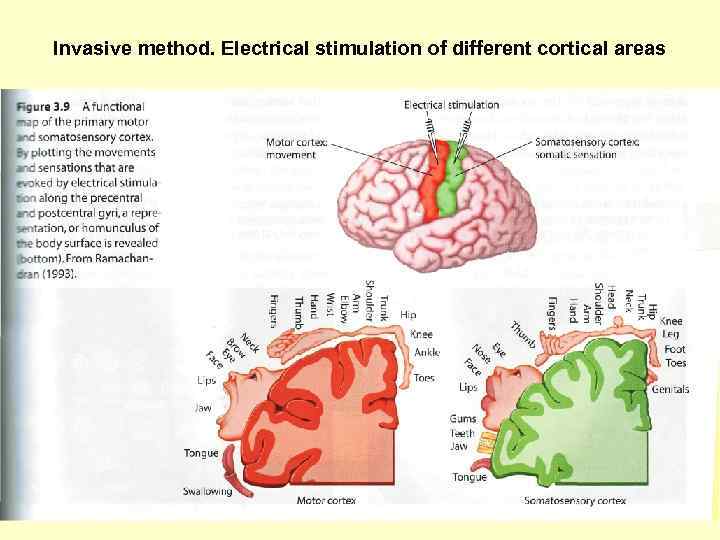 Invasive method. Electrical stimulation of different cortical areas 