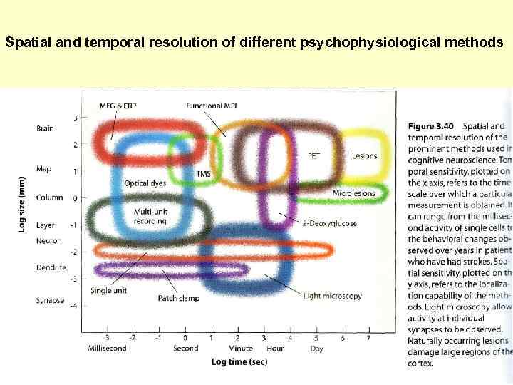 Spatial and temporal resolution of different psychophysiological methods 