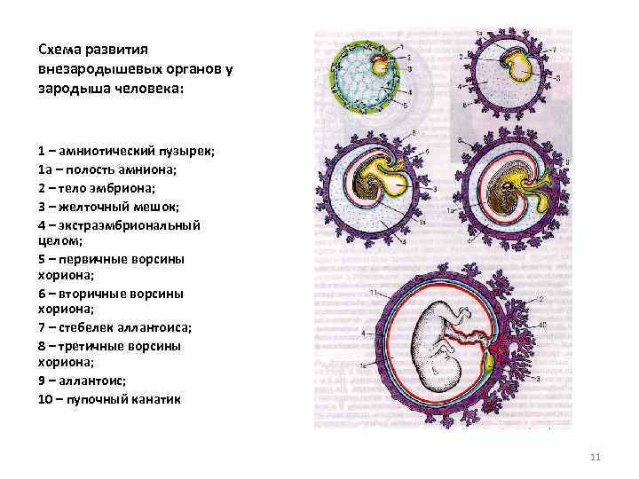 Схема развития вторичной сукцессии