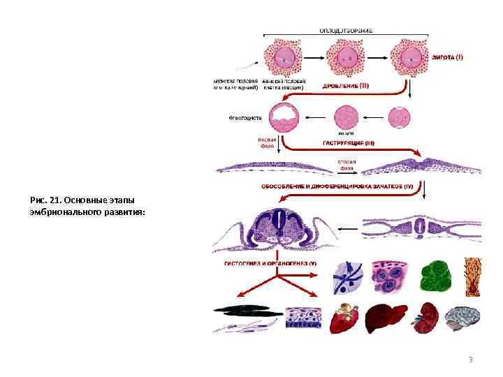 Рис. 21. Основные этапы эмбрионального развития: 3 