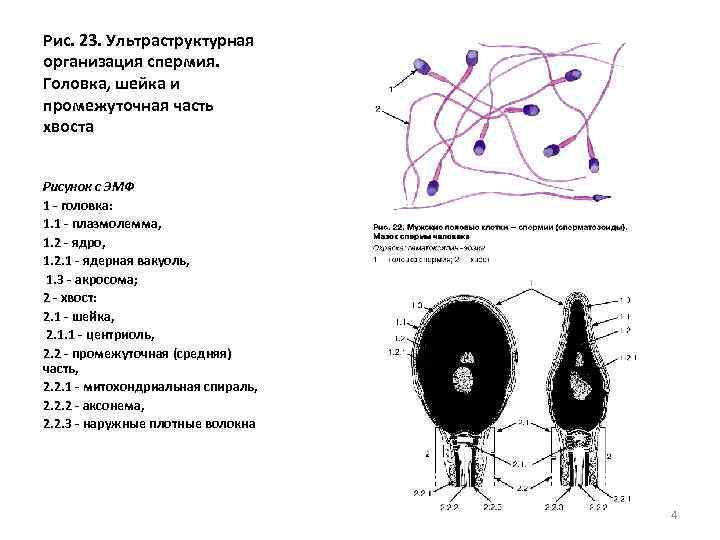 Рис. 23. Ультраструктурная организация спермия. Головка, шейка и промежуточная часть хвоста Рисунок с ЭМФ