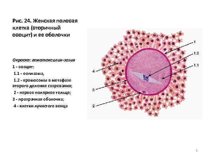 Рис. 24. Женская половая клетка (вторичный овоцит) и ее оболочки Окраска: гематоксилин-эозин 1 -