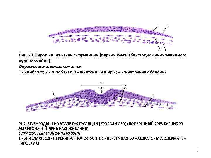 Рис. 26. Зародыш на этапе гаструляции (первая фаза) (бластодиск ненасиженного куриного яйца) Окраска: гематоксилин-эозин