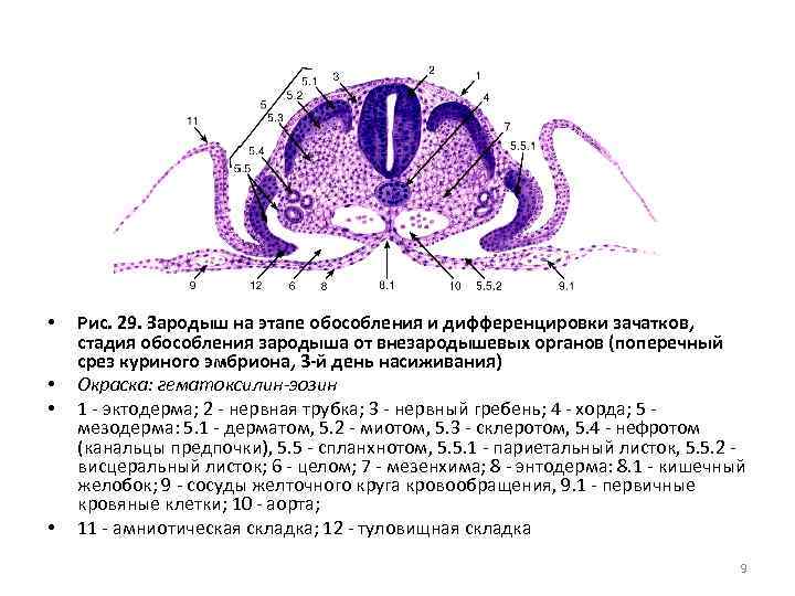  • • Рис. 29. Зародыш на этапе обособления и дифференцировки зачатков, стадия обособления