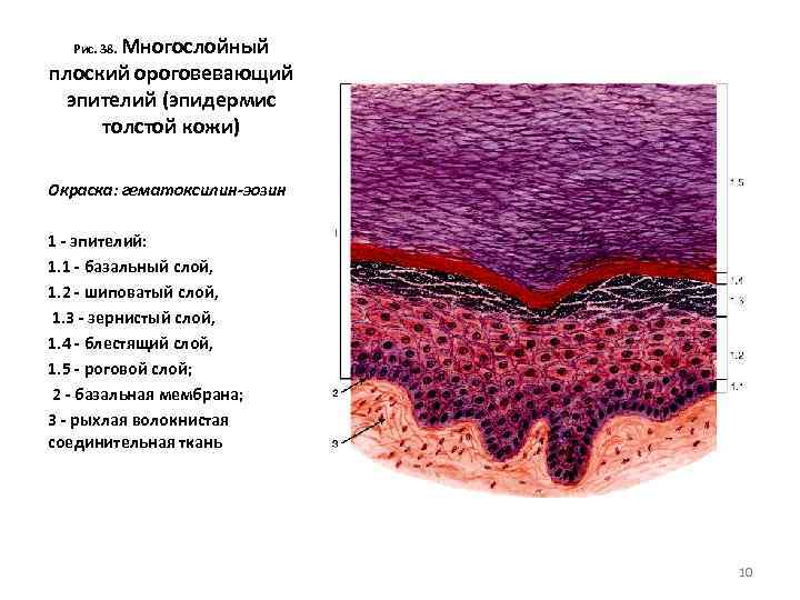 Многослойный плоский ороговевающий эпителий (эпидермис толстой кожи) Рис. 38. Окраска: гематоксилин-эозин 1 - эпителий: