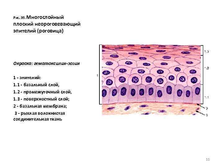 Рис. 39. Многослойный плоский неороговевающий эпителий (роговица) Окраска: гематоксилин-эозин 1 - эпителий: 1. 1
