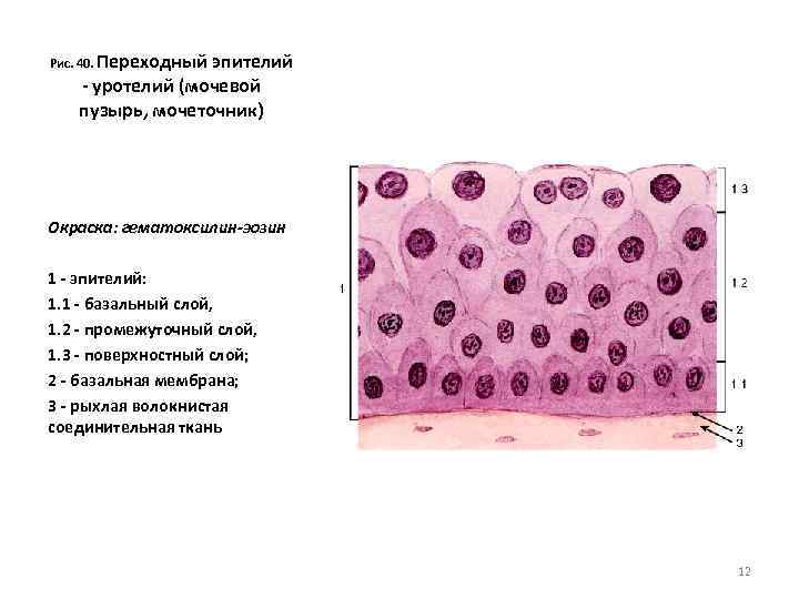 Рис. 40. Переходный эпителий - уротелий (мочевой пузырь, мочеточник) Окраска: гематоксилин-эозин 1 - эпителий: